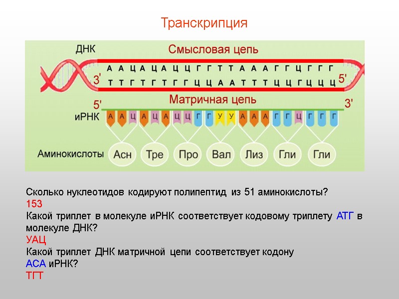 Сколько нуклеотидов кодируют полипептид из 51 аминокислоты? 153 Какой триплет в молекуле иРНК соответствует